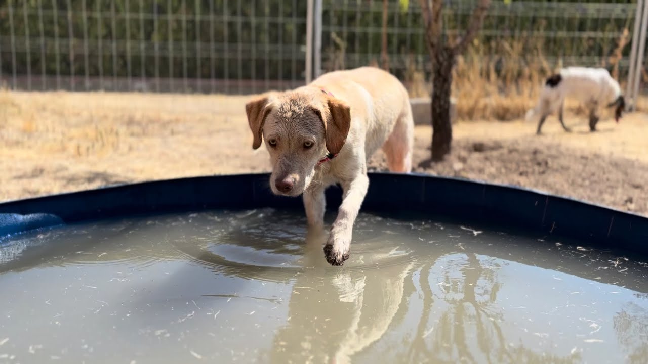 Reacción de mi Labrador Retriever a su nueva piscina! #summer #labradorretriever #dogs ☀️