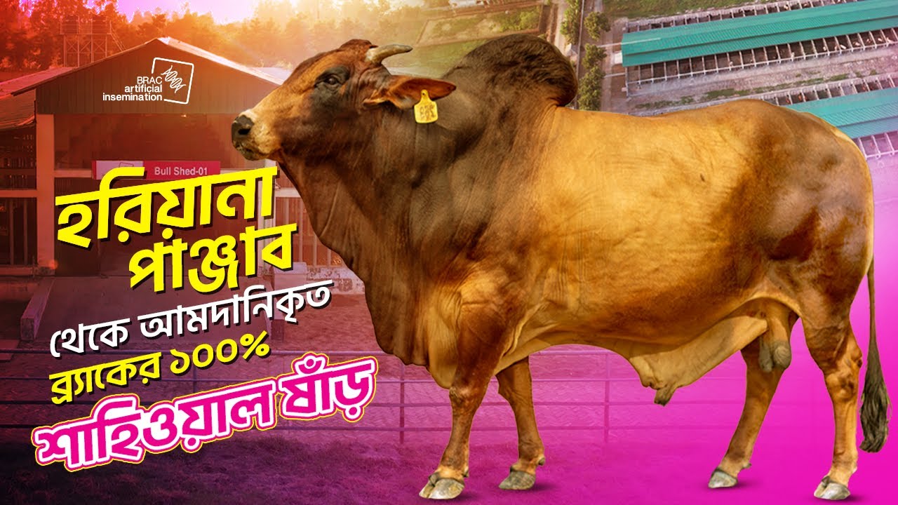 ব্র্যাকের ১০০% শাহিওয়াল ষাঁড়। BRAC Artificial Insemination Enterprise। ব্র্যাক