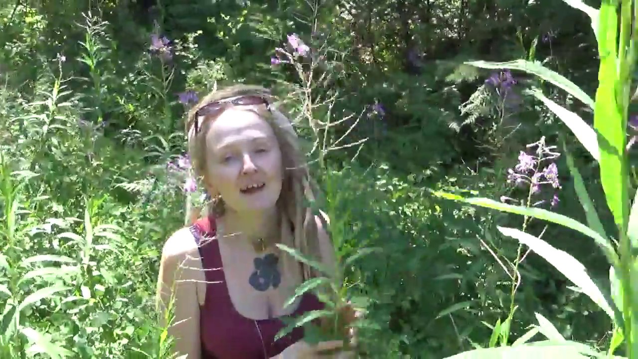Let's meet fireweed in wild!