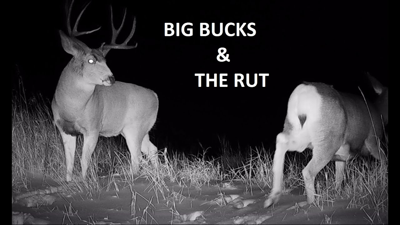 Biggest Mule Deer & White Tailed Bucks Fall 2024. Trev's Wildlife Videos