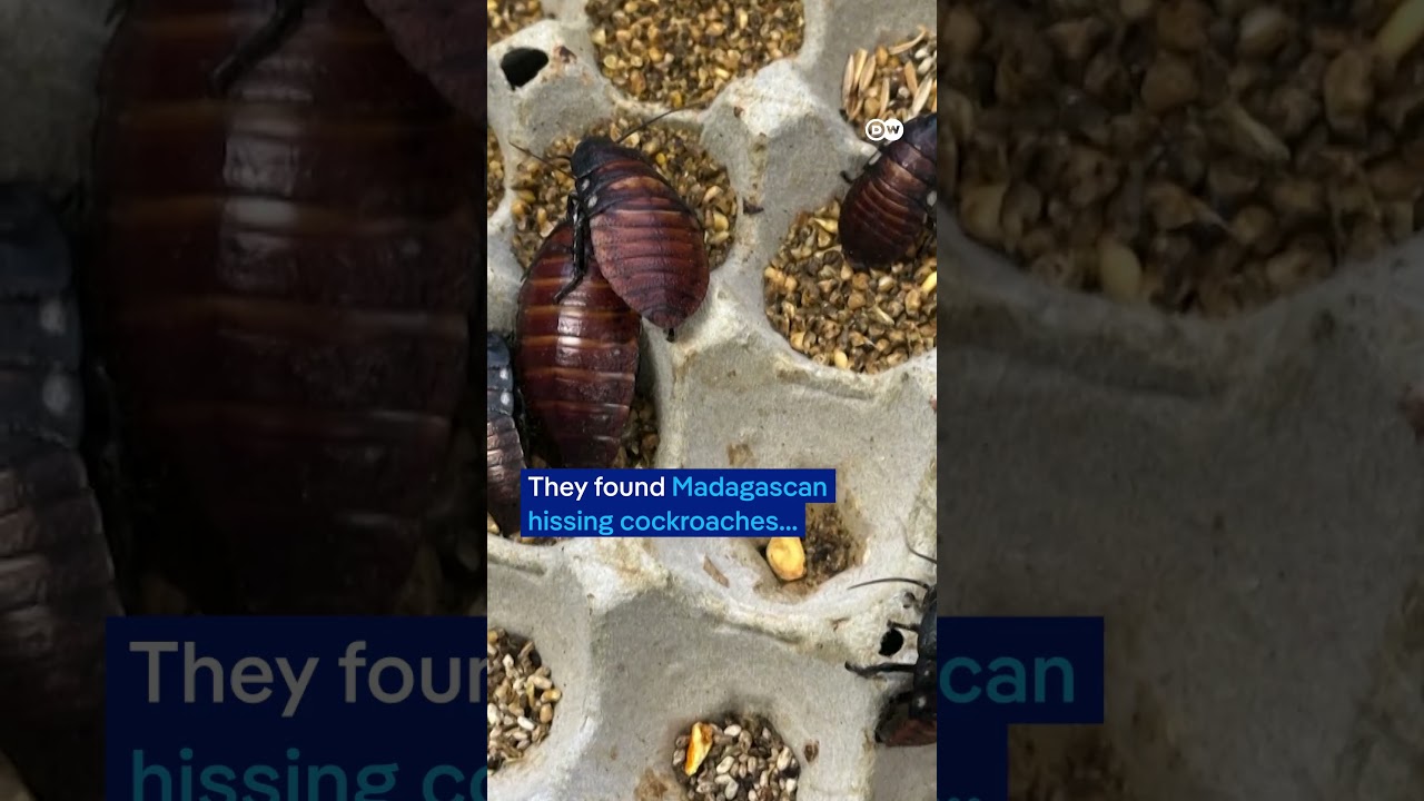 100,000 cockroaches seized in Australian bug breeding bust | DW News