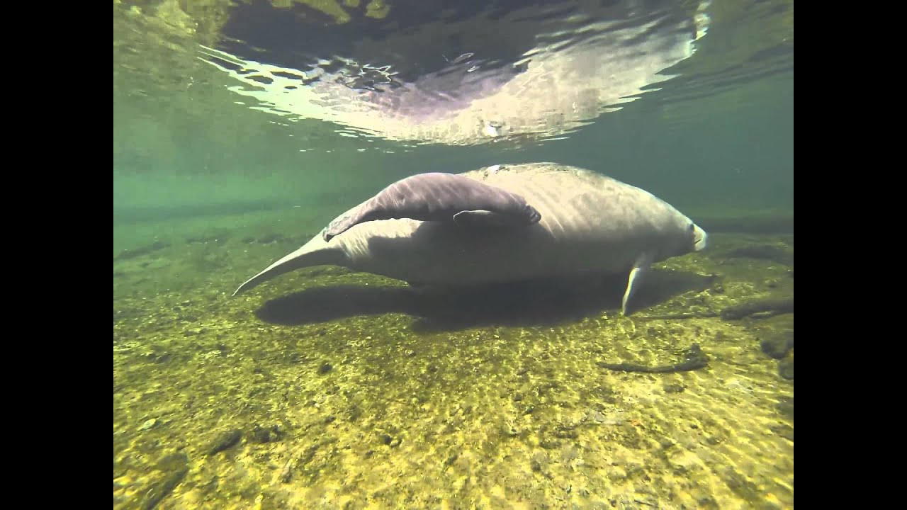 Hours old baby manatee just learning to swim