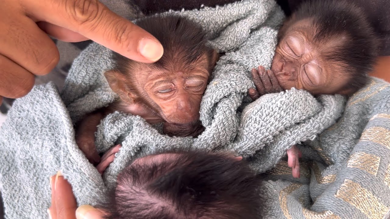three precious baby monkeys managed to fall asleep on my lap with little caresses