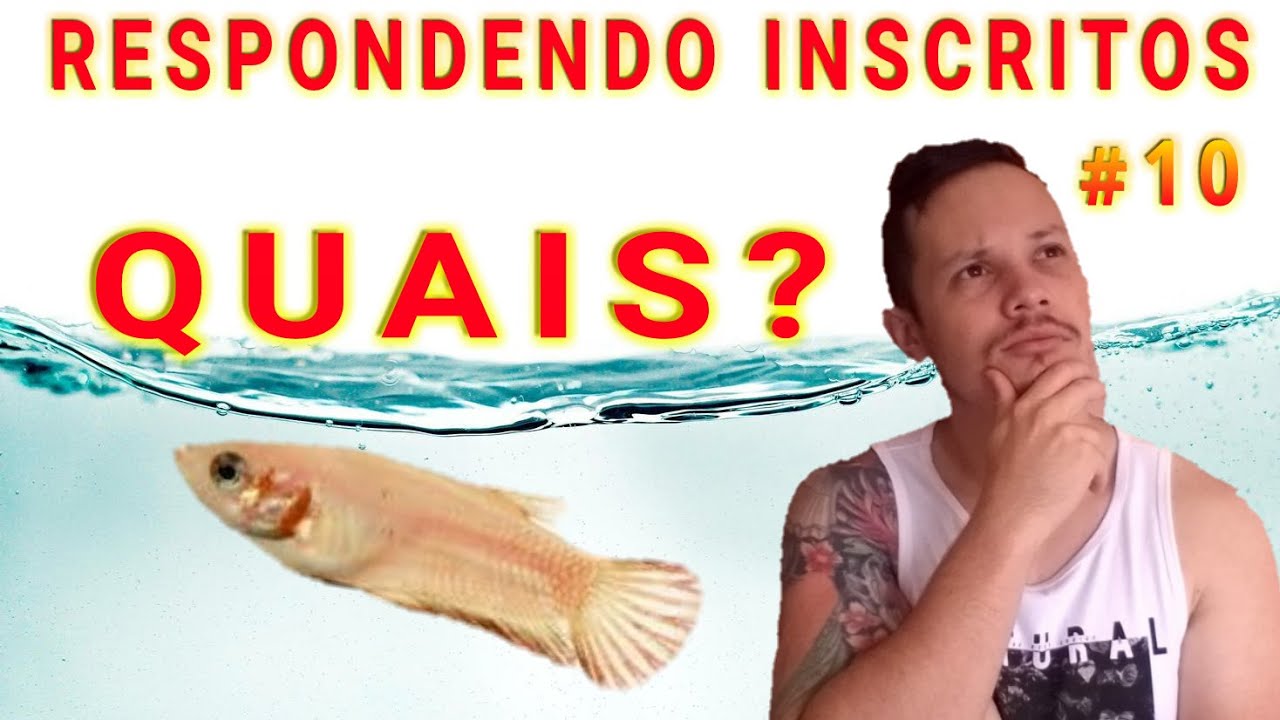 QUAIS PEIXES podem botar JUNTOS com a BETTA FÊMEA ? RESPONDENDO INSCRITOS #10