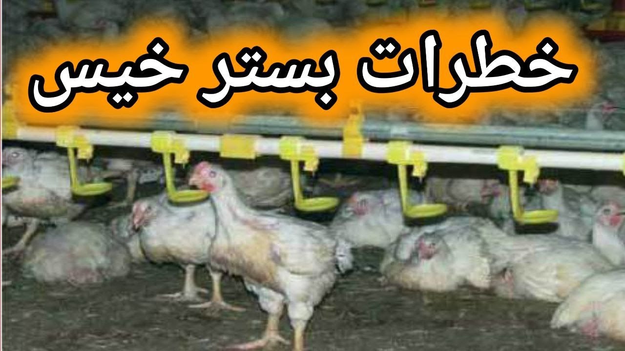 دلایل اسهال مرغ و درمان آن , خطرات اسهال و بستر خیس برای طیور, مدیریت بستر مرغداری