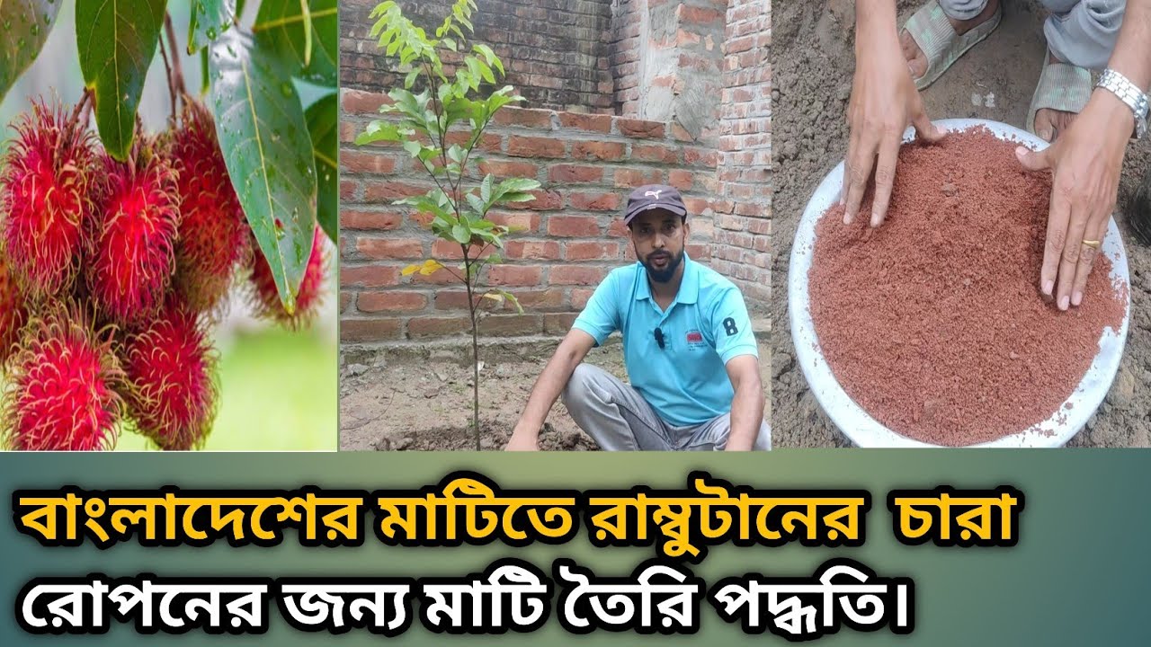 রাম্বুটানের চারা রোপণ পদ্ধতি। রাম্বুটানের চারা রোপনের  জন্য মাটি তৈরি পদ্ধতি। 