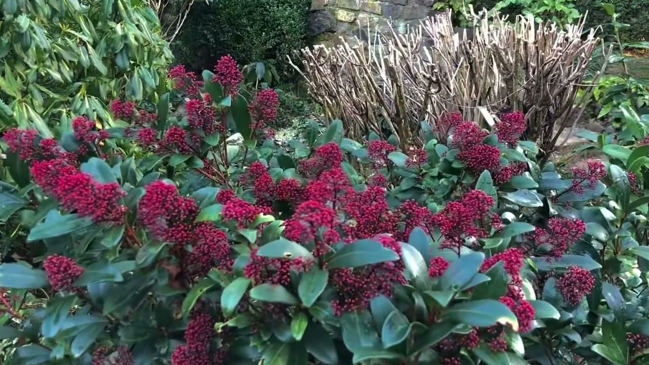 Skimmia japońska w styczniu