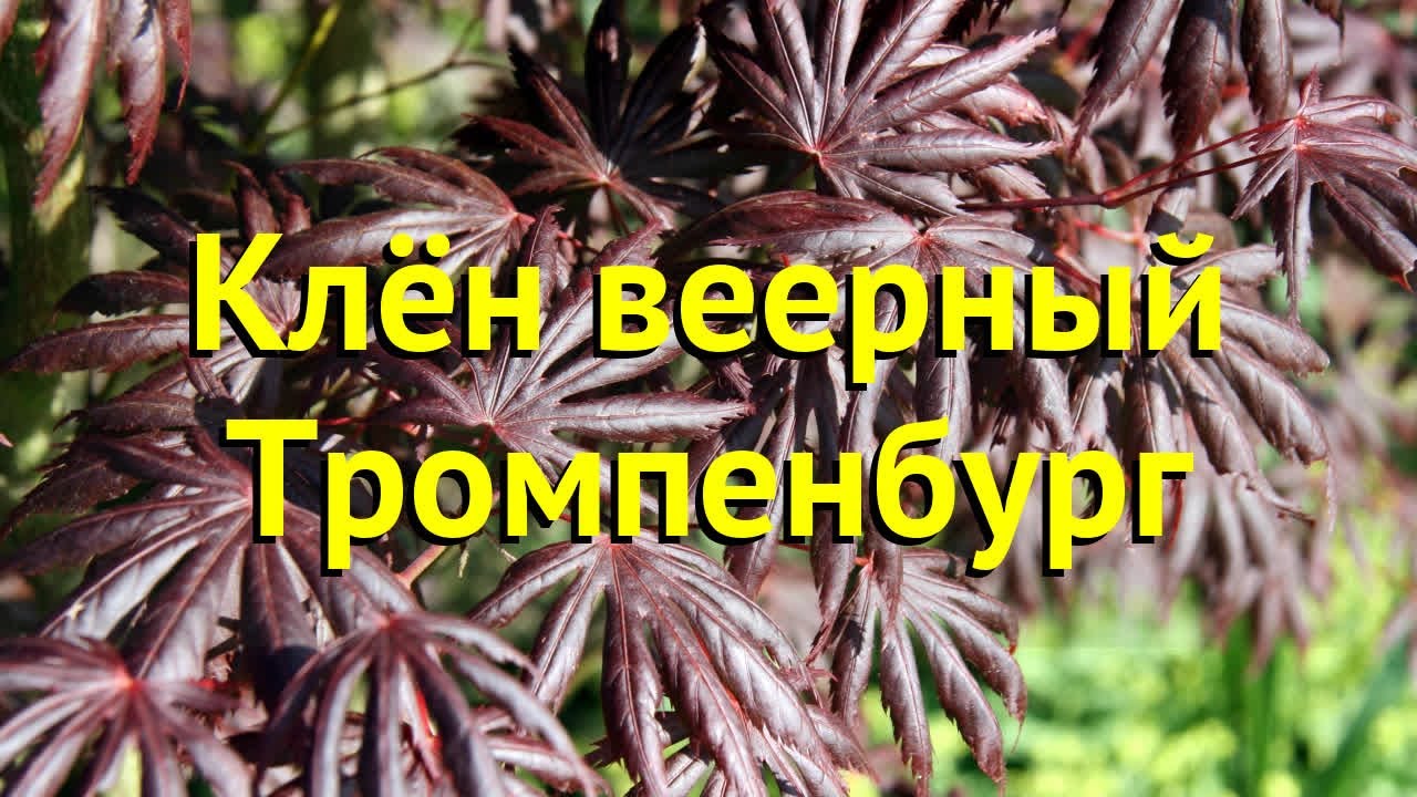 Клен веерный Тромпенбург. Краткий обзор, описание характеристик acer palmatum Trompenburg