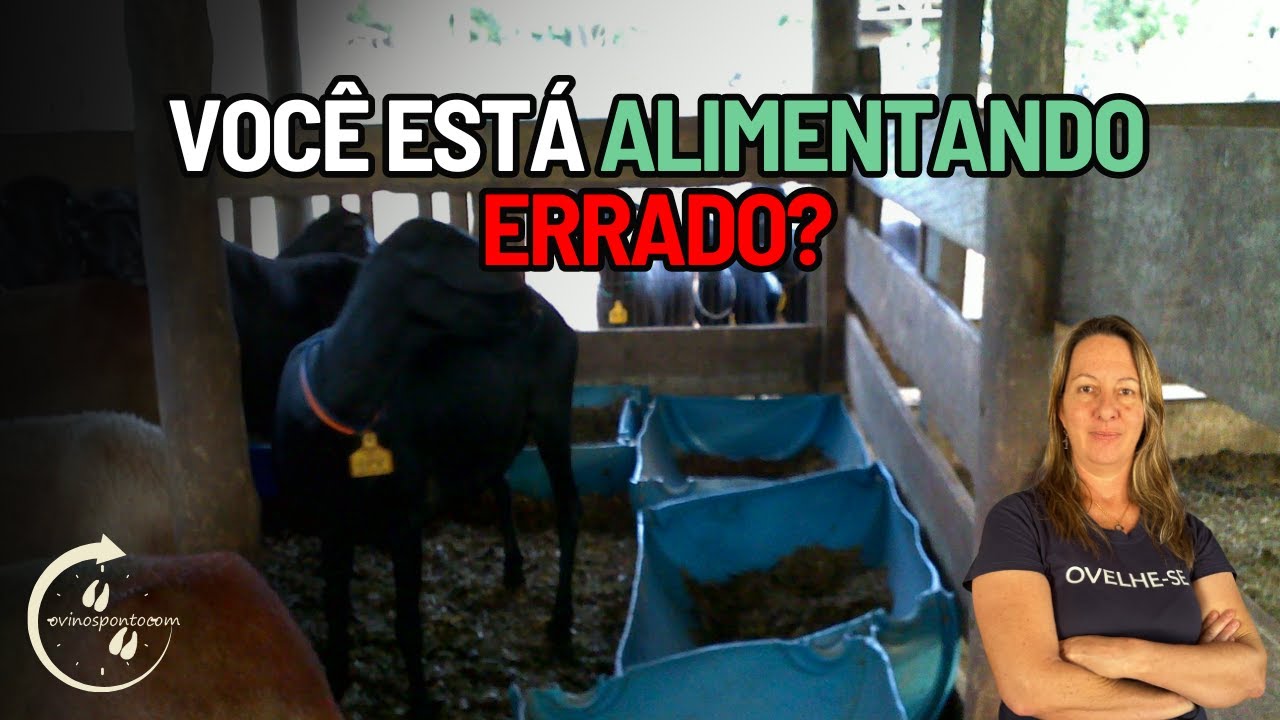 Como alimentar ovinos na prática