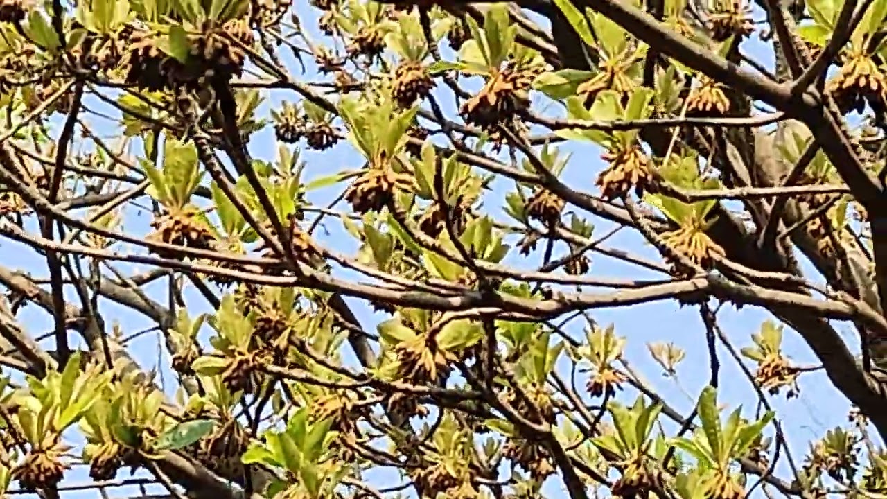Vippa puvvu (mahua flower) ||hari babu||natural farming 