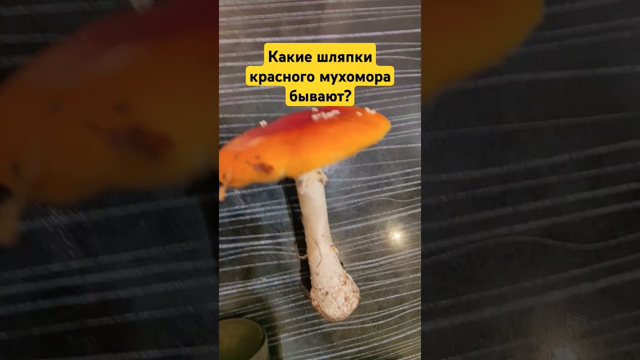 Какие шляпки красного мухомора бывают? #микродозингмухомора #ежовик