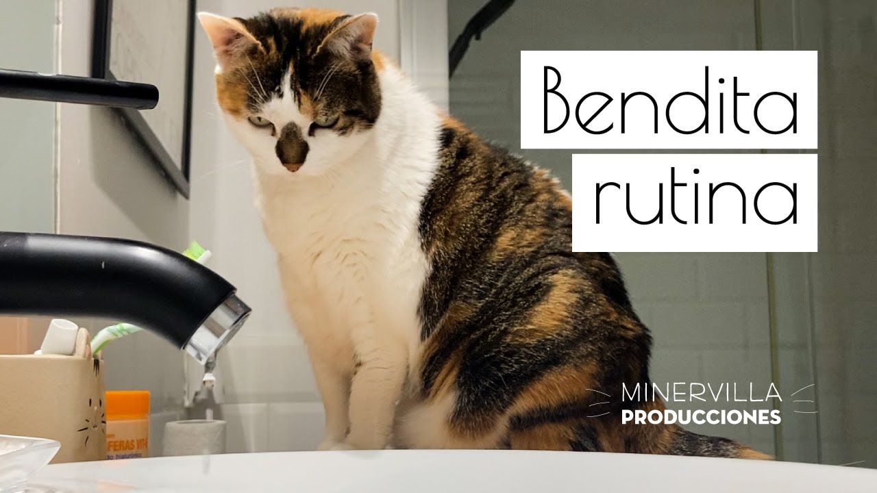 Bendita rutina vlog 16 / Vida tranquila / Vlog diario con mis gatas / La comodidad de la rutina.