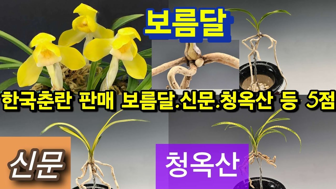 ​한국춘란 판매 | 보름달·신문·청옥산 등 5점 | 26년 1월 12일 춘란장터 #한국춘란 #춘란 #난초 (👇설명란 클릭)