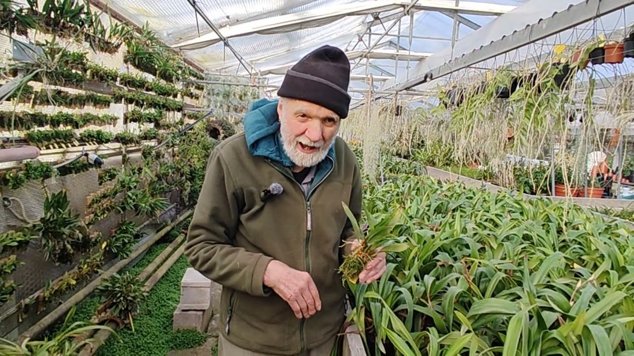 la particolarissima Maxillaria tenuibulba - Orchideria di Morosolo, giorni di chiusura per mostre