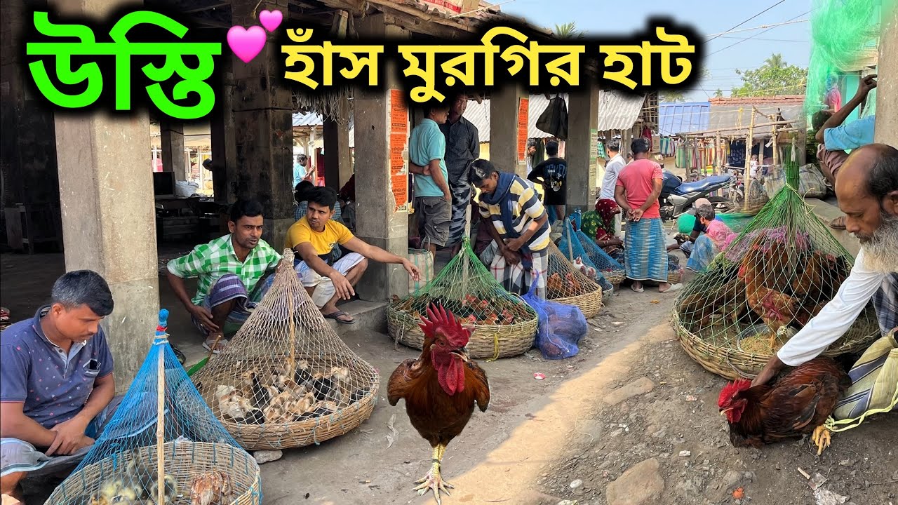 উস্তি হাঁস মুরগির হাট দক্ষিণ চব্বিশ পরগনা| Hen and Duck market Usthi south 24 parganas|Murgi hat W.B