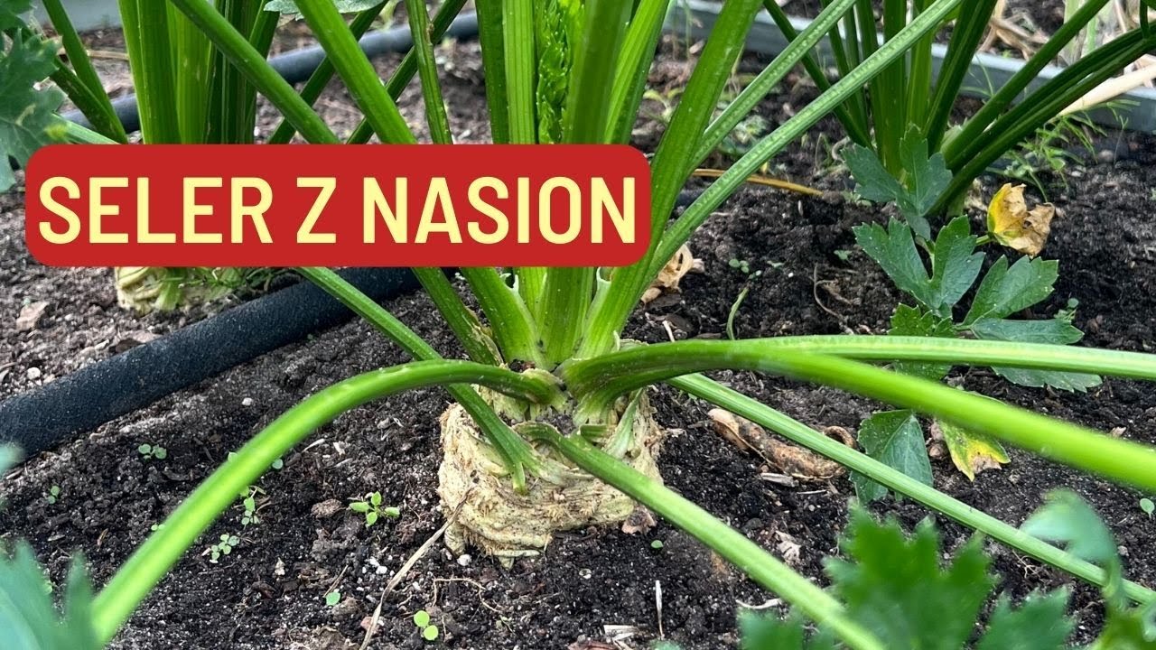 SELER Z NASION. CO SIAĆ W MARCU.