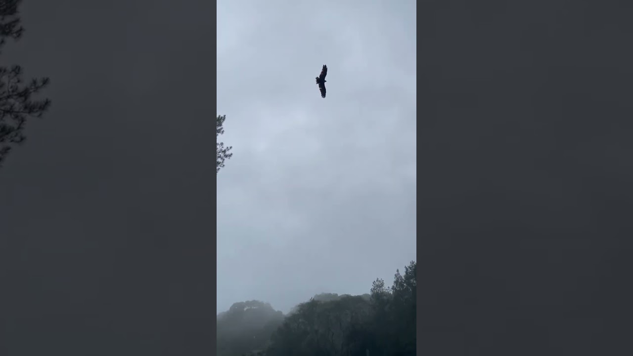 EDUKASI DAN PERTUNJUKKAN BURUNG DI TAMAN SAFARI BOGOR