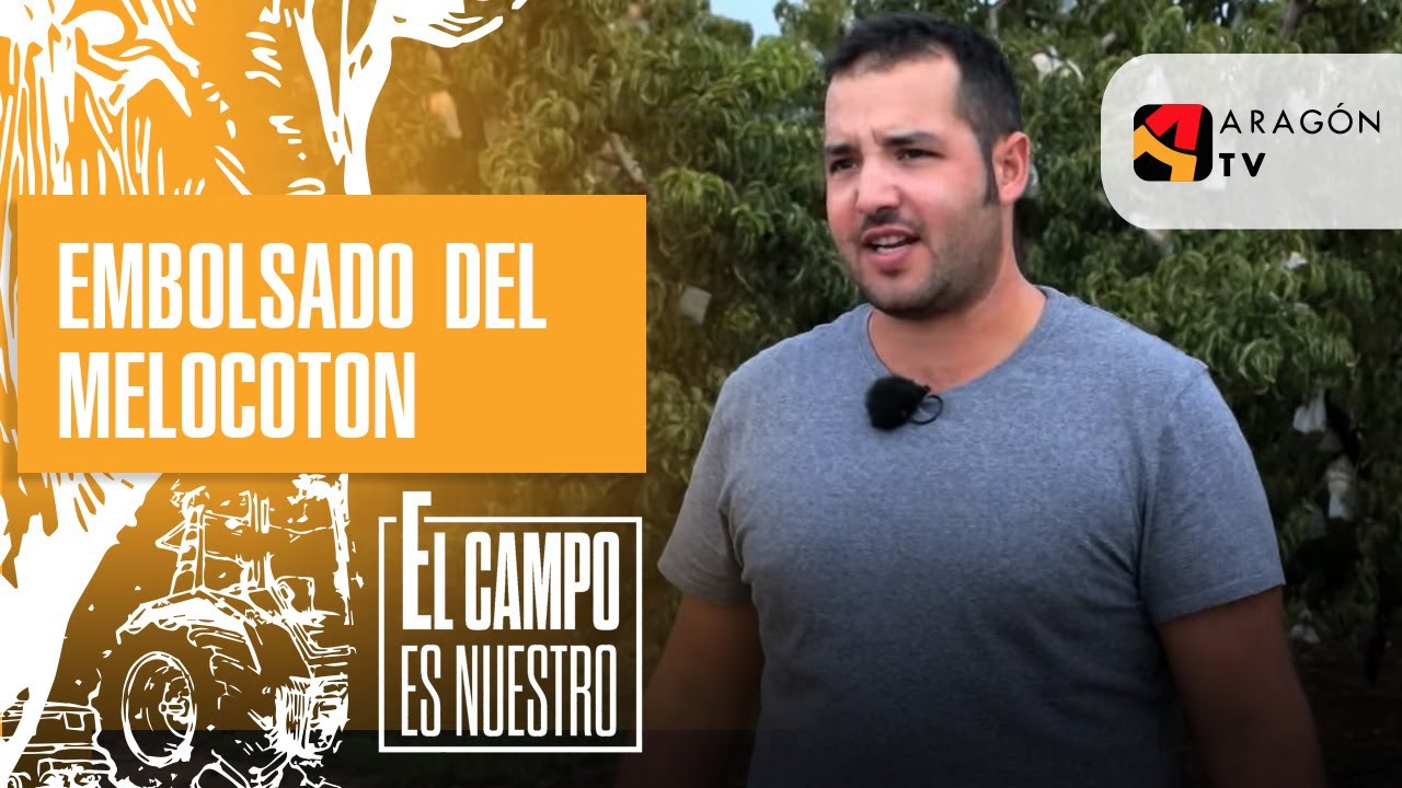 Embolsado del melocotón de Calanda