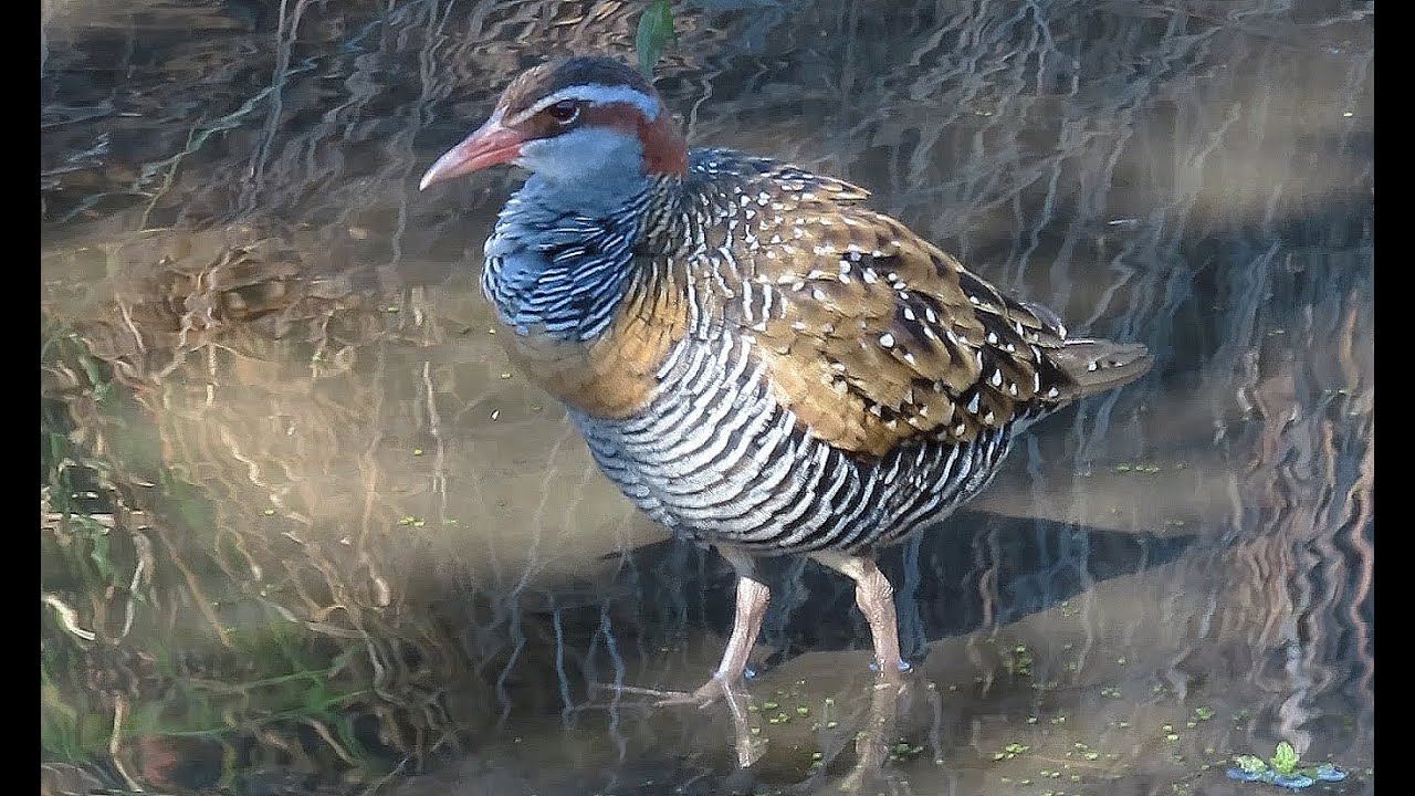 Buff-banded Rails – An urban wildlife story