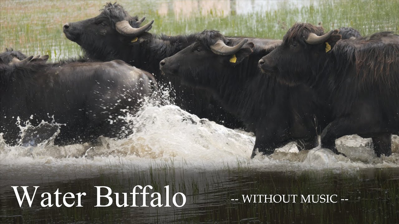 Water Buffalo / Bivaly - Hortobágy-Halastó | Eye Of The Wildlife