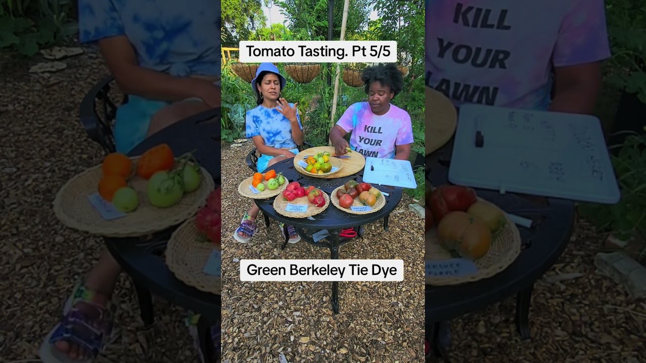 Green Berkeley Tie Dye Tomato Tasting #foodreview