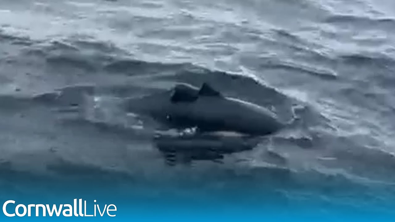 Shocking video shows injured dolphins off coast of Cornwall