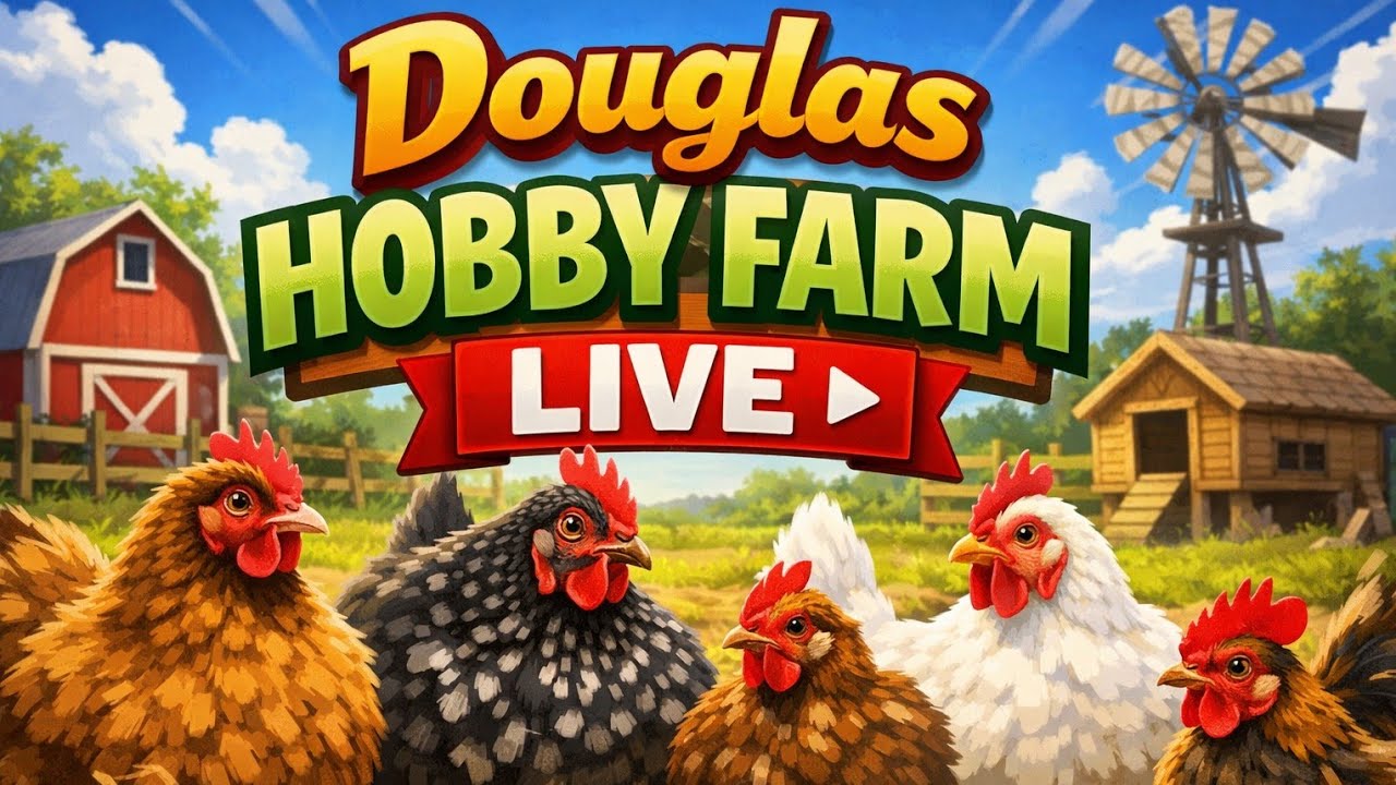 🐔 Dino Nuggets LIVE 🌞Chicken Coop Cam 🐔