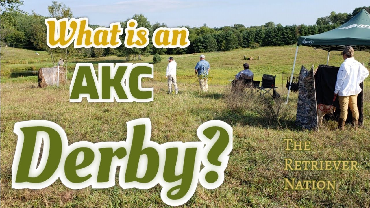 Что такое Дерби AKC? ~ Полевые испытания для собак до двух лет ~ Страна ретриверов