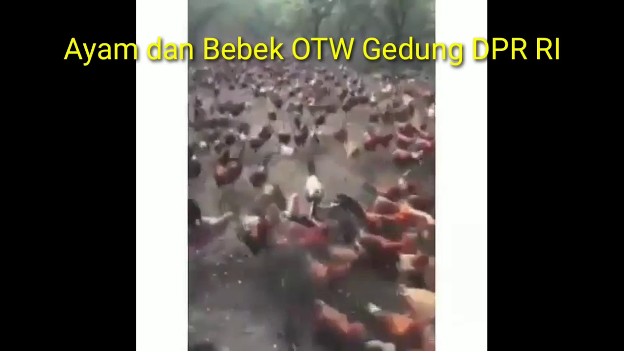 Aksi Ayam dan Bebek Demo Ke Gedung DPR RI