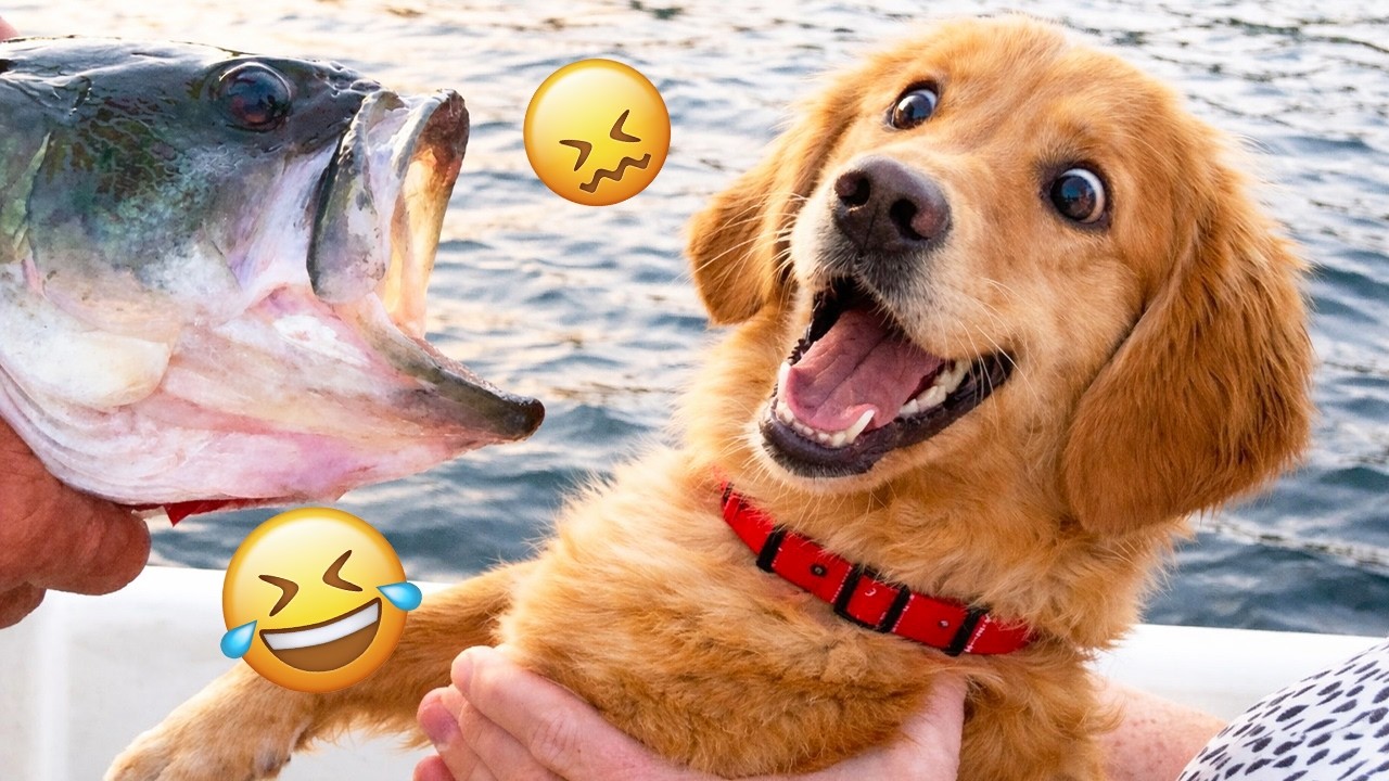 You Can’t Stop Laughing At These Dogs 🤣 FUNNIEST DOGS Video 2026 #52