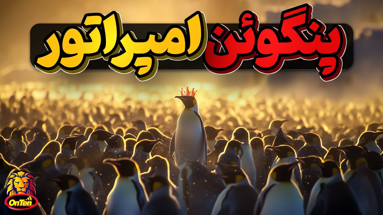 پنگوئن شگفتی ساز امپراتور در باغ وحش آنتن