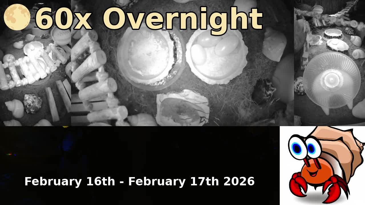 🌕 Time Lapse of 24x7 Hermit Crab Live Stream Overnight February 16th - February 17th 2026 (60x)