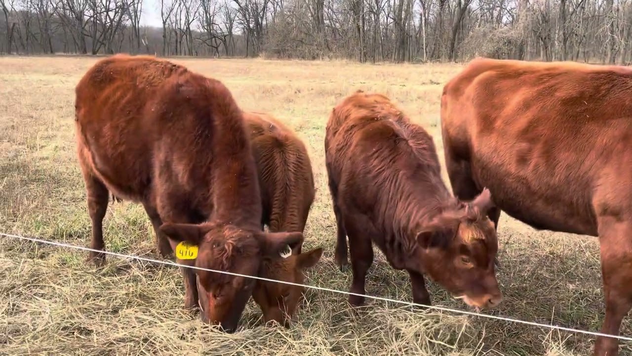 GranMan’s South Poll Herd is growing 20251128 #cattle #regenerativeranching 