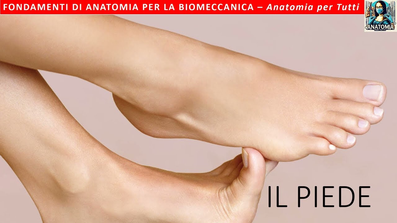 IL PIEDE - Fondamenti di Anatomia per la Biomeccanica