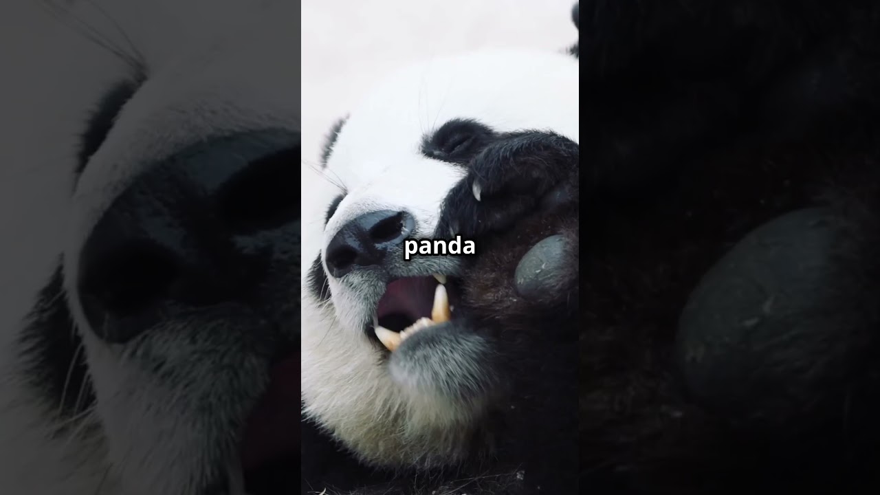 Adorable panda family #BabyPandas #PandaCubs #CuteAnimals #AnimalAntics #PandaPlaytime #WildlifeJoy