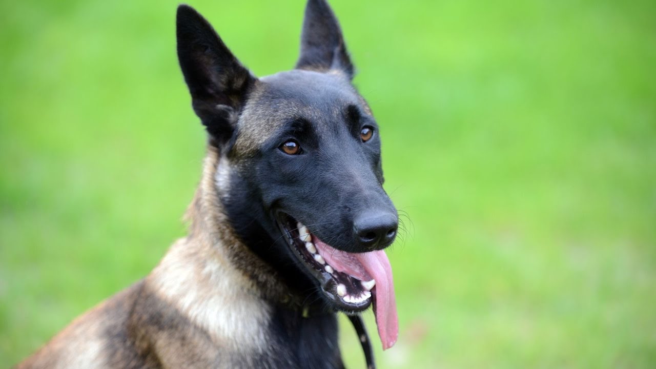 Belgian Malinois vs Belgian Tervuren - Breed Comparison