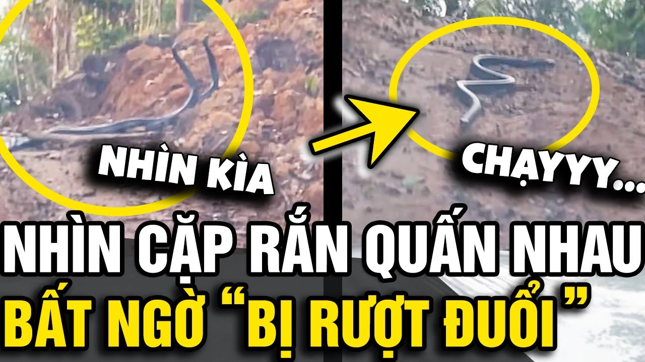 Dừng lại nhìn cặp rắn 'HỔ MANG CHÚA' quấn nhau, bác tài bất ngờ 'BỊ RƯỢT ĐUỔI' | Tin Nhanh Official