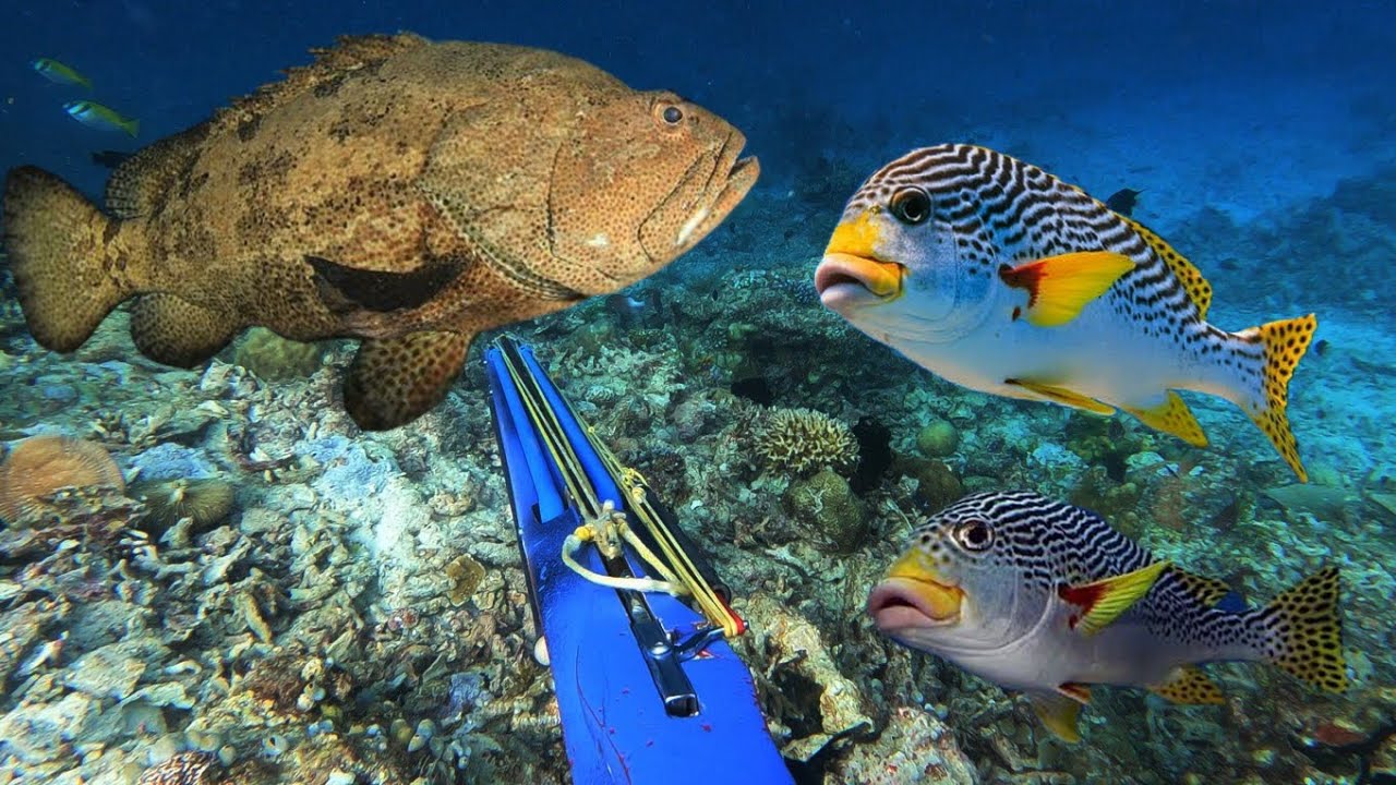 Berburu Grouper Monster Dan Sweetlips Penghuni Lobang Batu