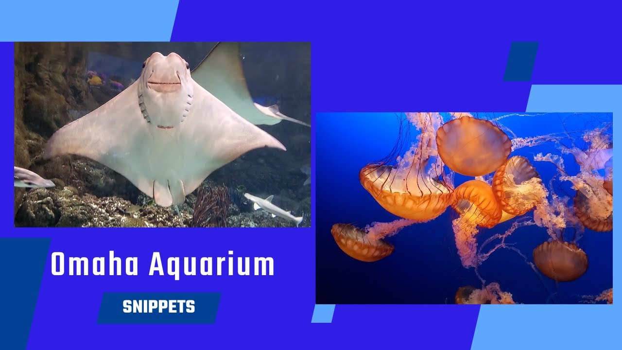 Snippets of the Omaha Aquarium 2023