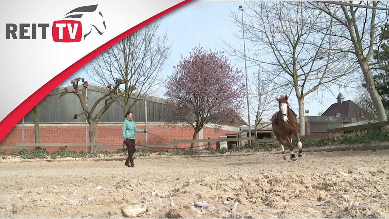 Longieren - Die Arbeit an der Longe