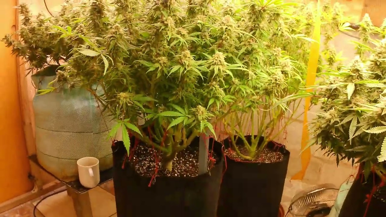 Blue Dream Flowering Stage | Week 8 Update | Indoor Cannabis Grow