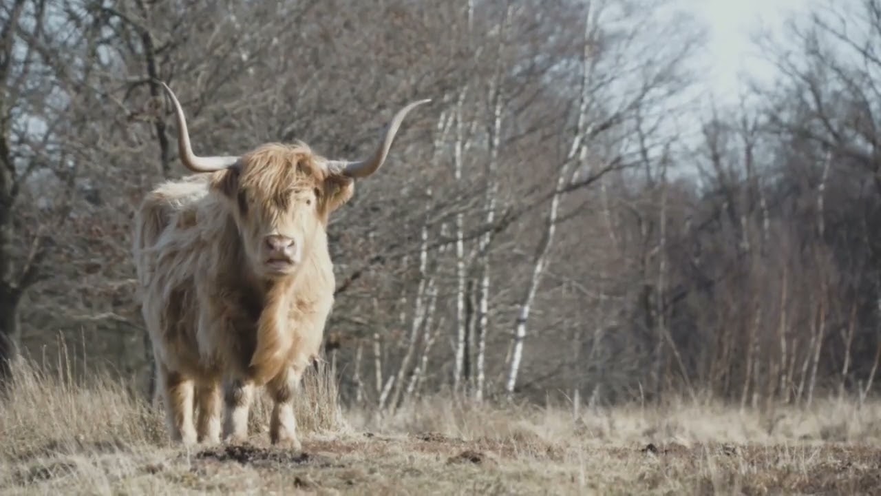 Worlds Biggest Wild Cows - Dangerous Gaur of India