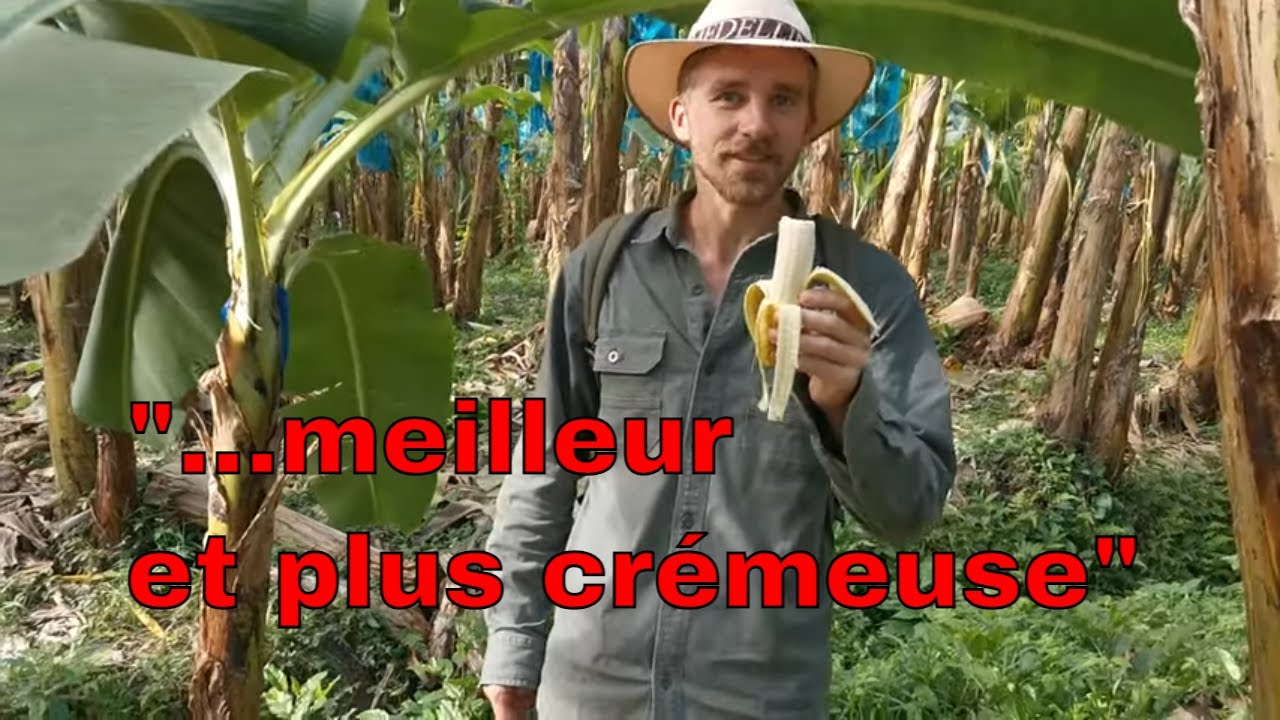 visite d'une ferme à bananes