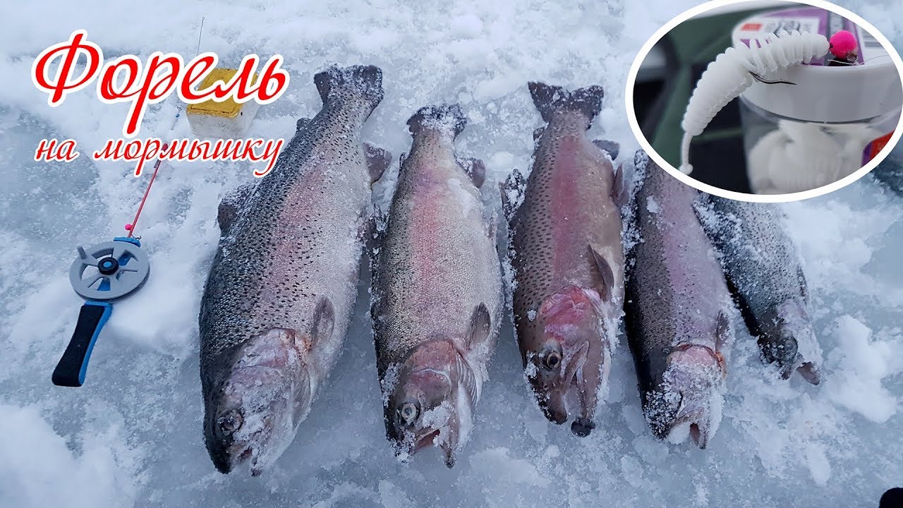 Форель на мормышку. Зимняя рыбалка
