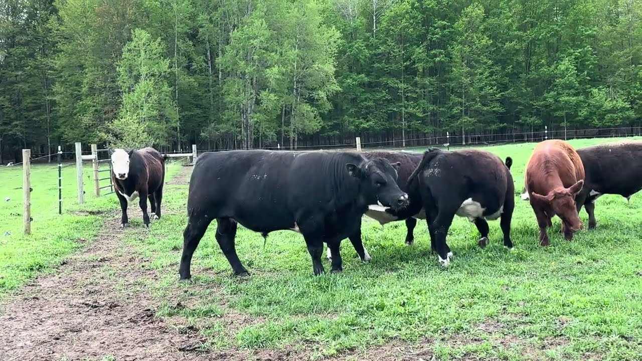 Finished Steers playing (ouch)
