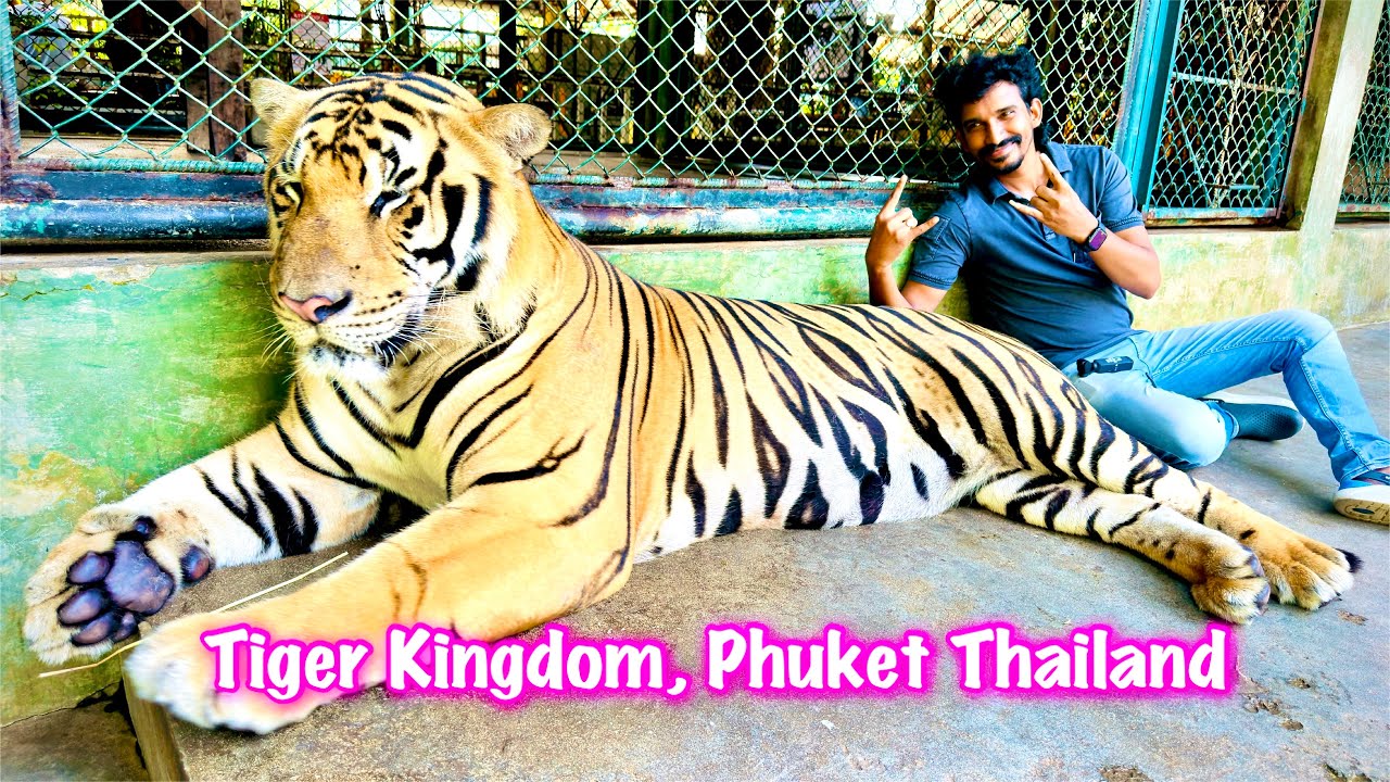 Tiger Kingdom Phuket Thailand | Big Tiger #phuket #thailand #bigtiger #tiger #tigerkingdom 