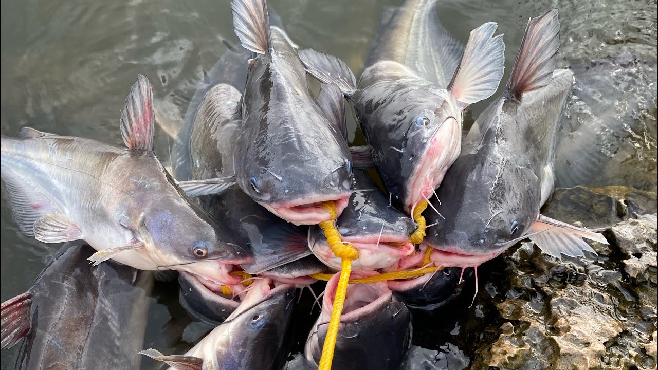 Ferocious Fishing in Lake Conroe
