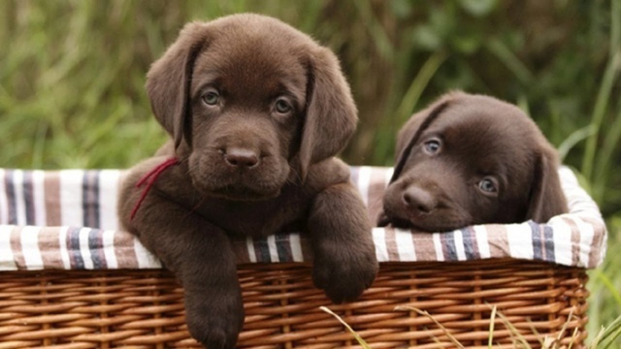 Funniest & Cutest Labrador Puppies | Cute Dogs And Puppies Doing Funny Things