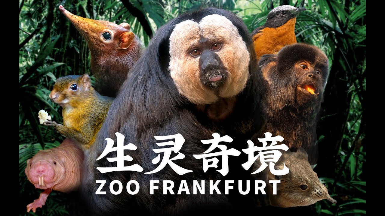 【生灵奇境】黑悟空神话·Zoo Frankfurt·陆·上