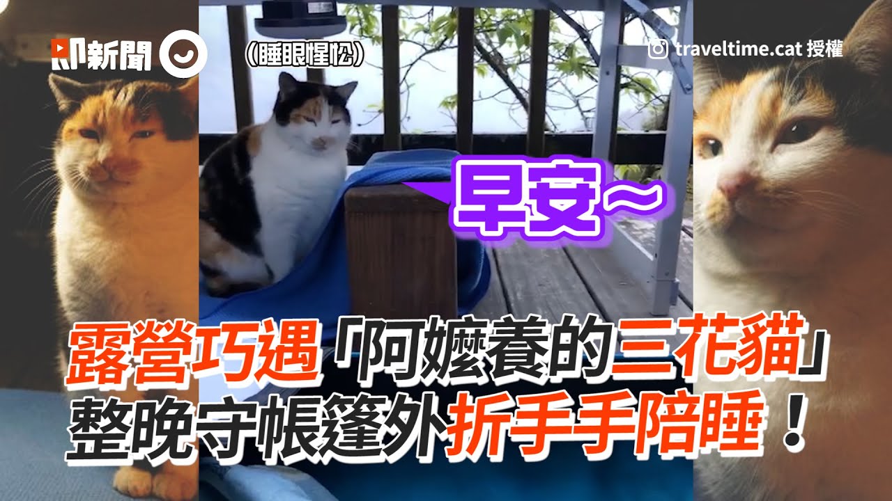 露營巧遇「阿嬤養的三花貓」整晚守帳篷外折手手陪睡！│寵物│貓咪｜猫｜ねこ│Pet│Cat│Kitten